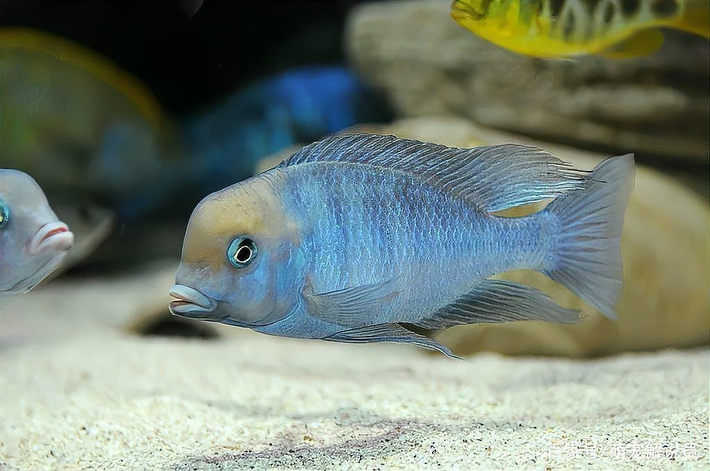 馬拉莫魚適合家庭養(yǎng)嗎