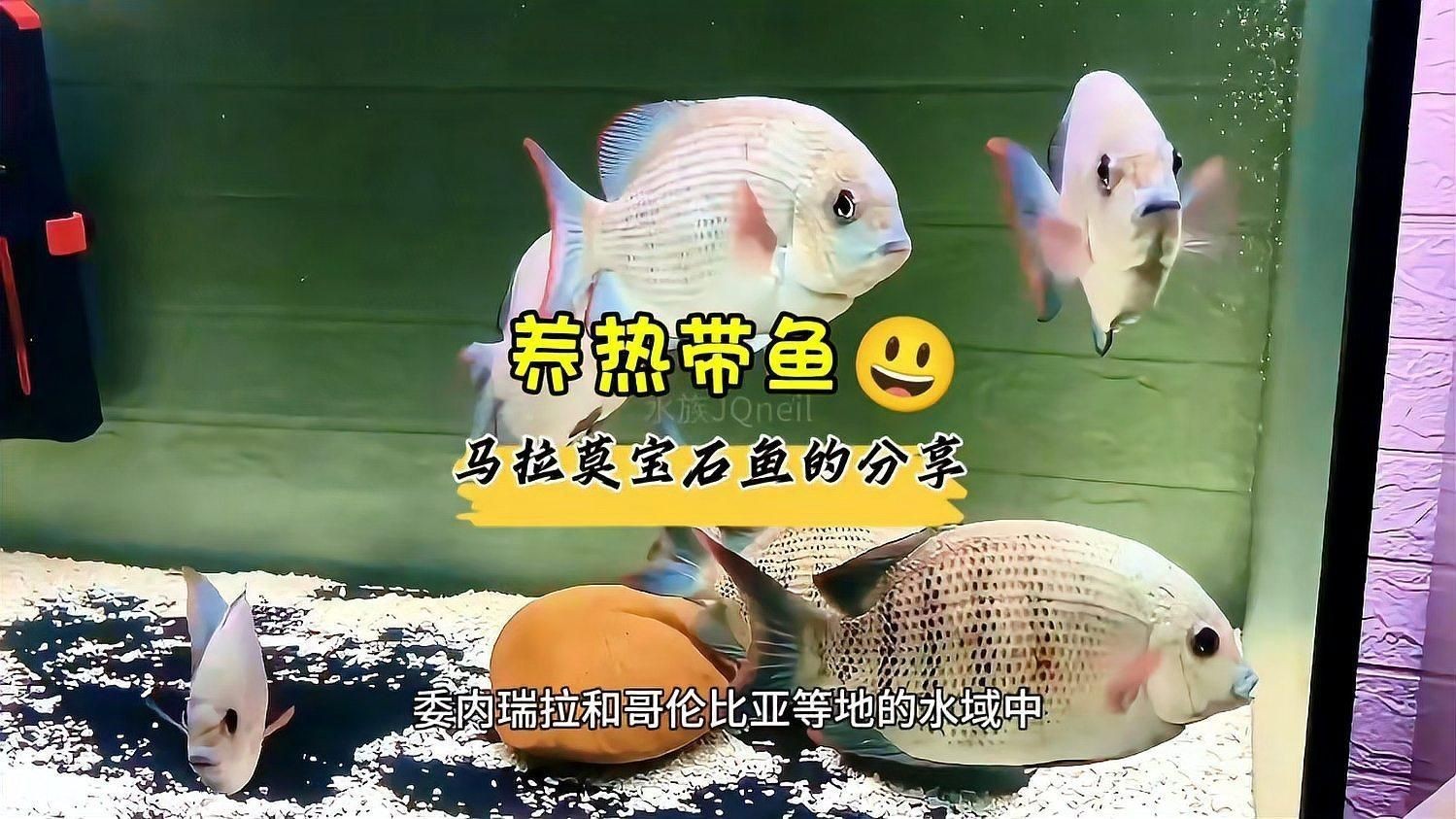 馬拉莫魚適合家庭養(yǎng)嗎
