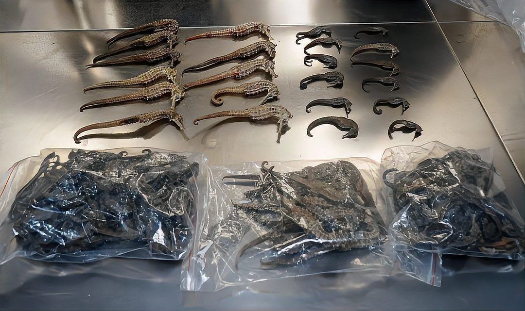 海龍魚為何被國家禁止