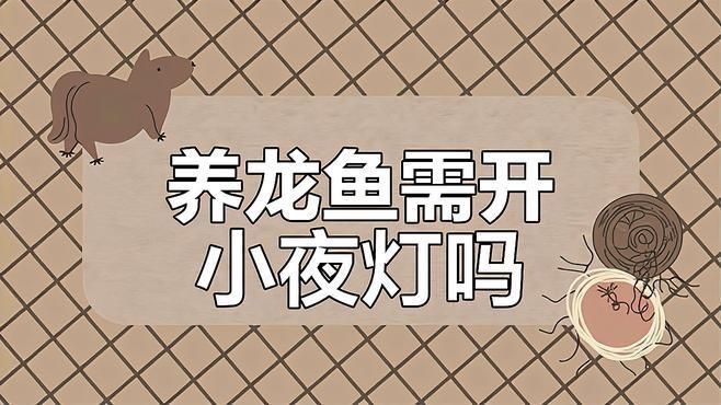 金龍魚晚上需要開小夜燈嗎