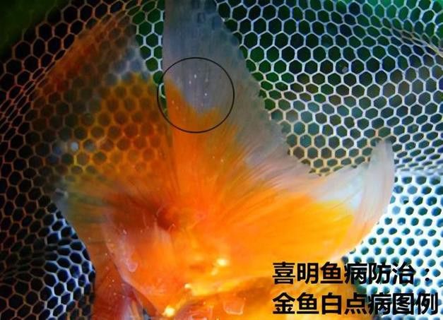 金龍魚身上有白點什么情況啊圖片視頻