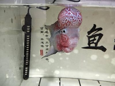龍魚要上幾根燈（養龍魚用幾根燈管最好）