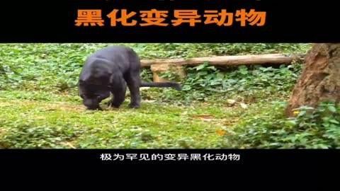 哪些變異品種最稀有？
