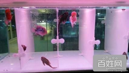 龍魚寄養服務北京電話：北京龍魚寄養服務
