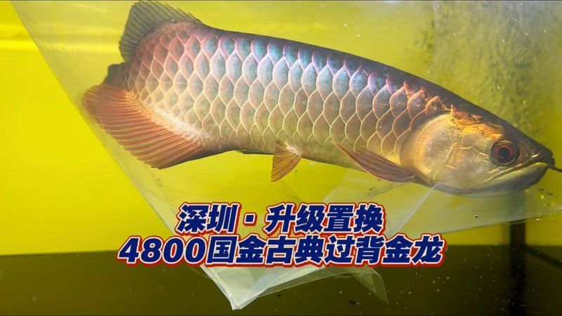 賽級古典龍魚最忌三種水果