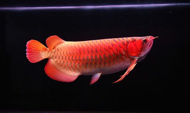 紅龍魚貼吧（紅龍魚的飼養方法）