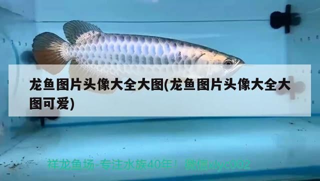 龍魚微信頭像女，如何挑選龍魚微信頭像