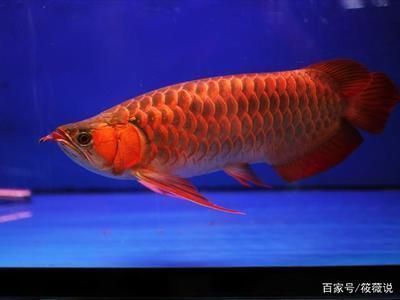 紅龍魚鱗片怎么看幾排，關于紅龍魚鱗片排數的詳細介紹