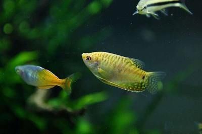 黃曼龍魚兩母一公【黃曼龍魚兩母一公飼養(yǎng)黃曼龍魚兩母一公的養(yǎng)殖方法】