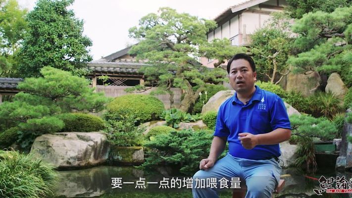 不同季節丹頂錦鯉飲食調整（丹頂錦鯉春季飼料選擇指南夏季丹頂錦鯉低溫飼料推薦）