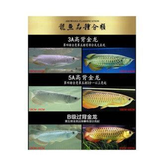藍(lán)底金龍魚用什么燈光照利于發(fā)色（藍(lán)底金龍魚燈光設(shè)置和使用方法對(duì)于藍(lán)底金龍魚的發(fā)色至關(guān)重要）