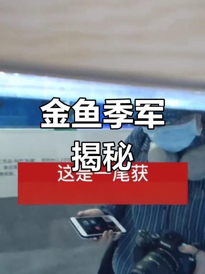 鎏金金魚哪個(gè)品種好