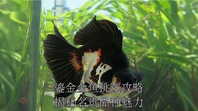 鎏金金魚哪個(gè)品種好