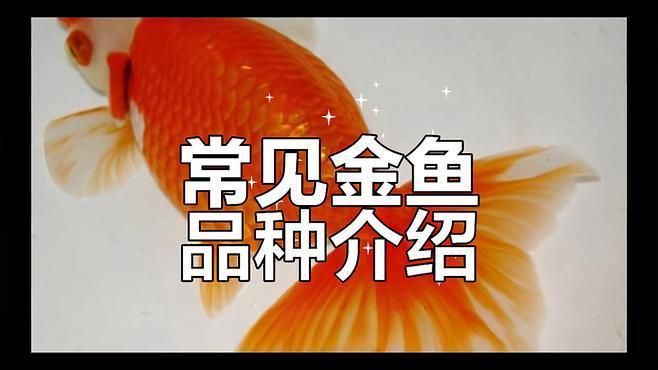 鎏金金魚哪個(gè)品種好