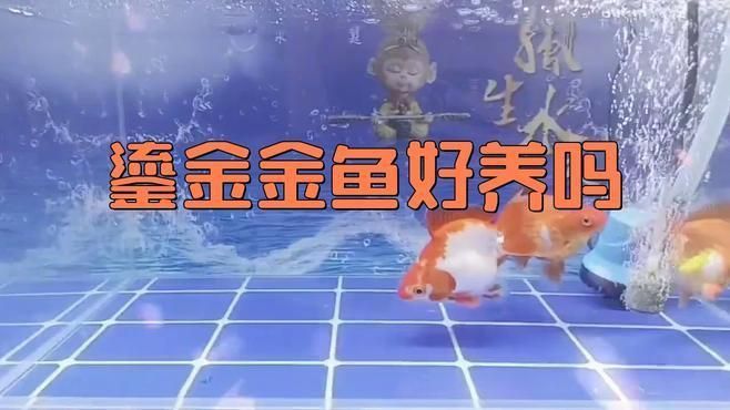 鎏金金魚哪個品種好