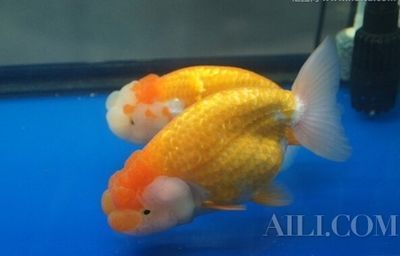 做夢夢到很多魚缸和魚（周公解夢：夢見魚缸里的魚死亡）