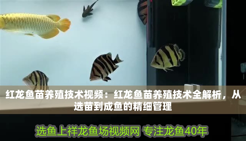 紅龍魚苗養殖技術視頻：紅龍魚苗養殖技術全解析，從選苗到成魚的精細管理