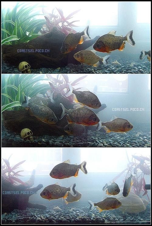 食人鯧可以和龍魚混養(yǎng)嗎圖片