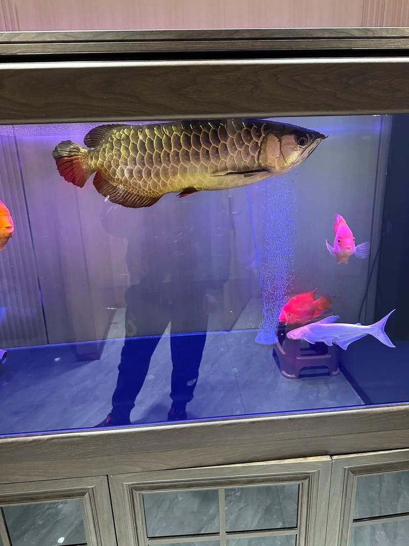 食人鯧可以和龍魚混養(yǎng)嗎圖片