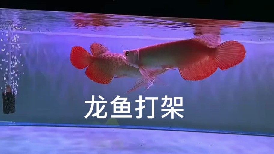 食人鯧可以和龍魚混養(yǎng)嗎圖片