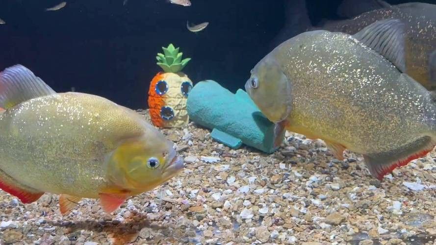 食人鯧可以和龍魚混養(yǎng)嗎圖片