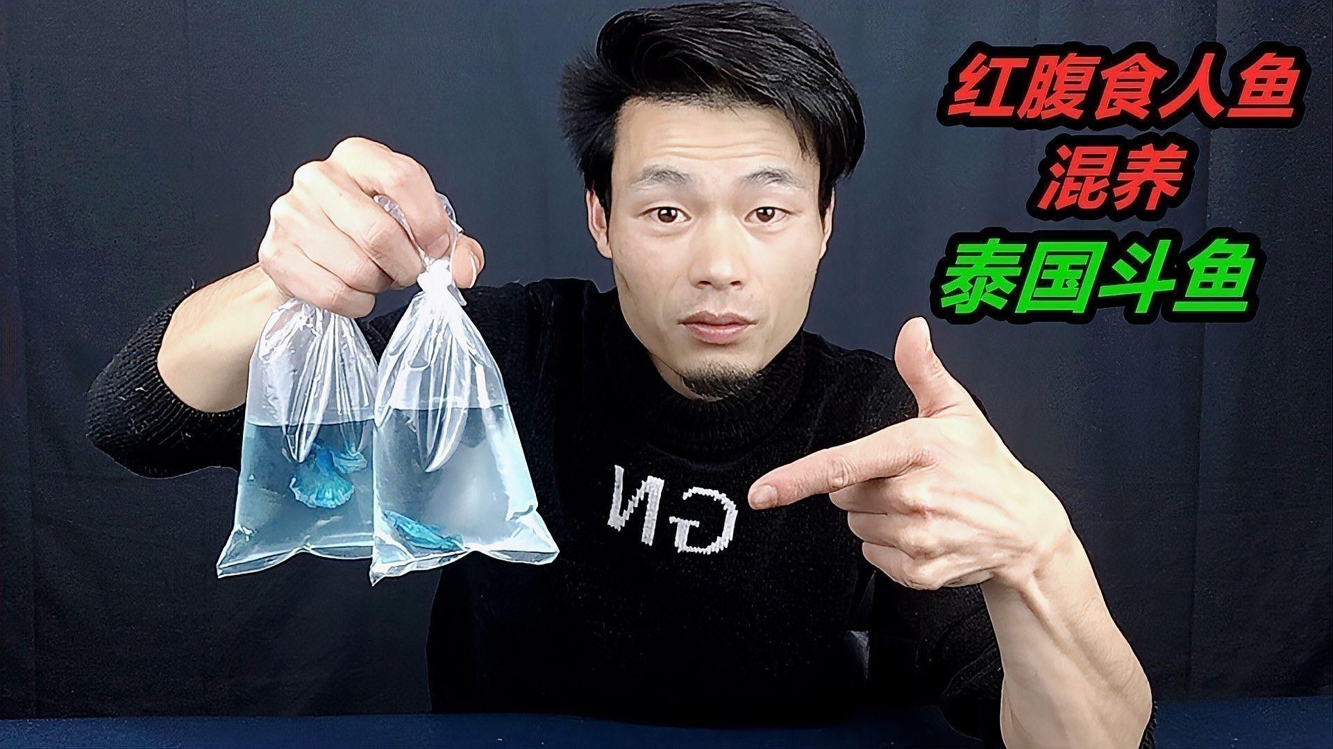 食人鯧可以和龍魚混養(yǎng)嗎圖片