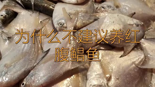 食人鯧可以和龍魚混養(yǎng)嗎圖片