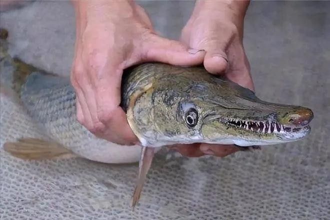 食人鯧可以和龍魚混養(yǎng)嗎圖片