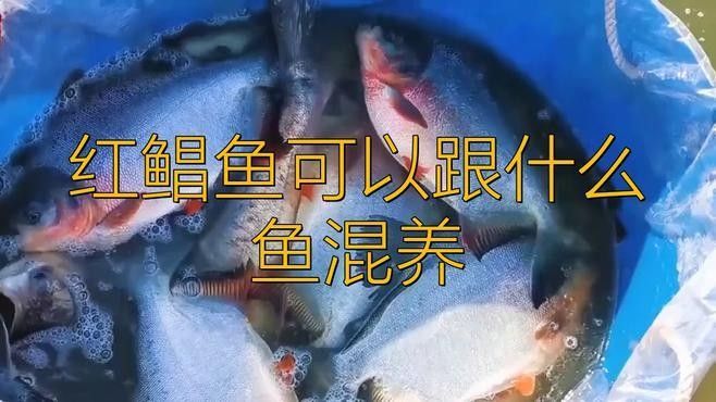食人鯧可以和龍魚混養(yǎng)嗎圖片