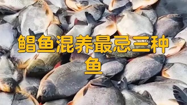 食人鯧可以和龍魚混養(yǎng)嗎圖片