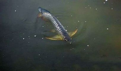 龍魚和飛鳳大小比例：龍魚與飛鳳魚的大小比例及其養(yǎng)殖細(xì)節(jié)