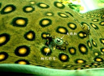 龍魚尾爛是什么情況引起的