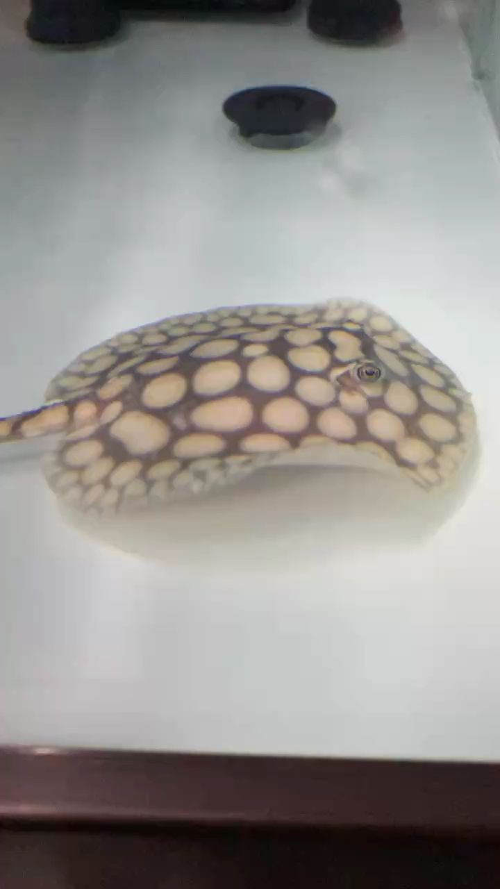 龍魚(yú)和鸚鵡魚(yú)混養(yǎng)怎么喂食：龍魚(yú)和鸚鵡魚(yú)混養(yǎng)喂食的方法