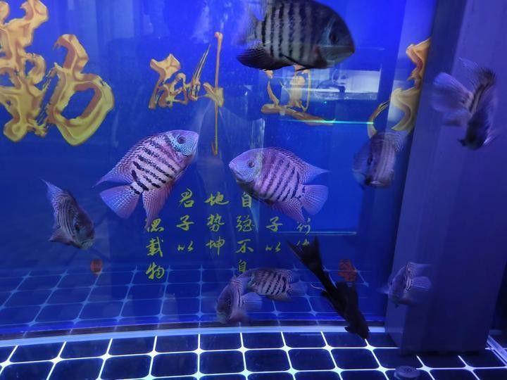 斑馬鴨嘴魚和龍魚混養(yǎng)嗎圖片