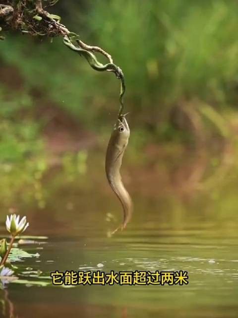 銀龍魚為什么叫銀龍魚呢
