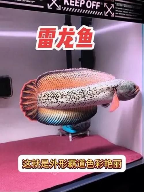 雷龍魚(yú)新入缸不動(dòng)