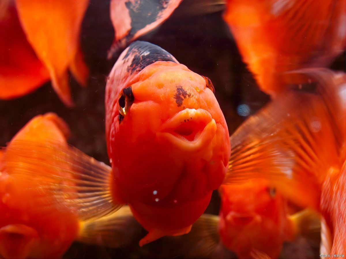 藍帆五間魚吃什么