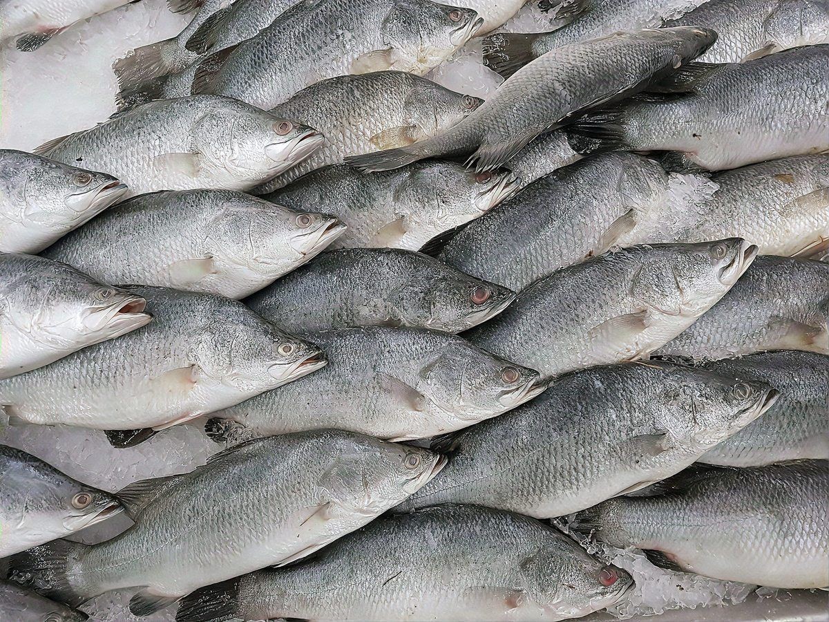 藍帆五間魚吃什么