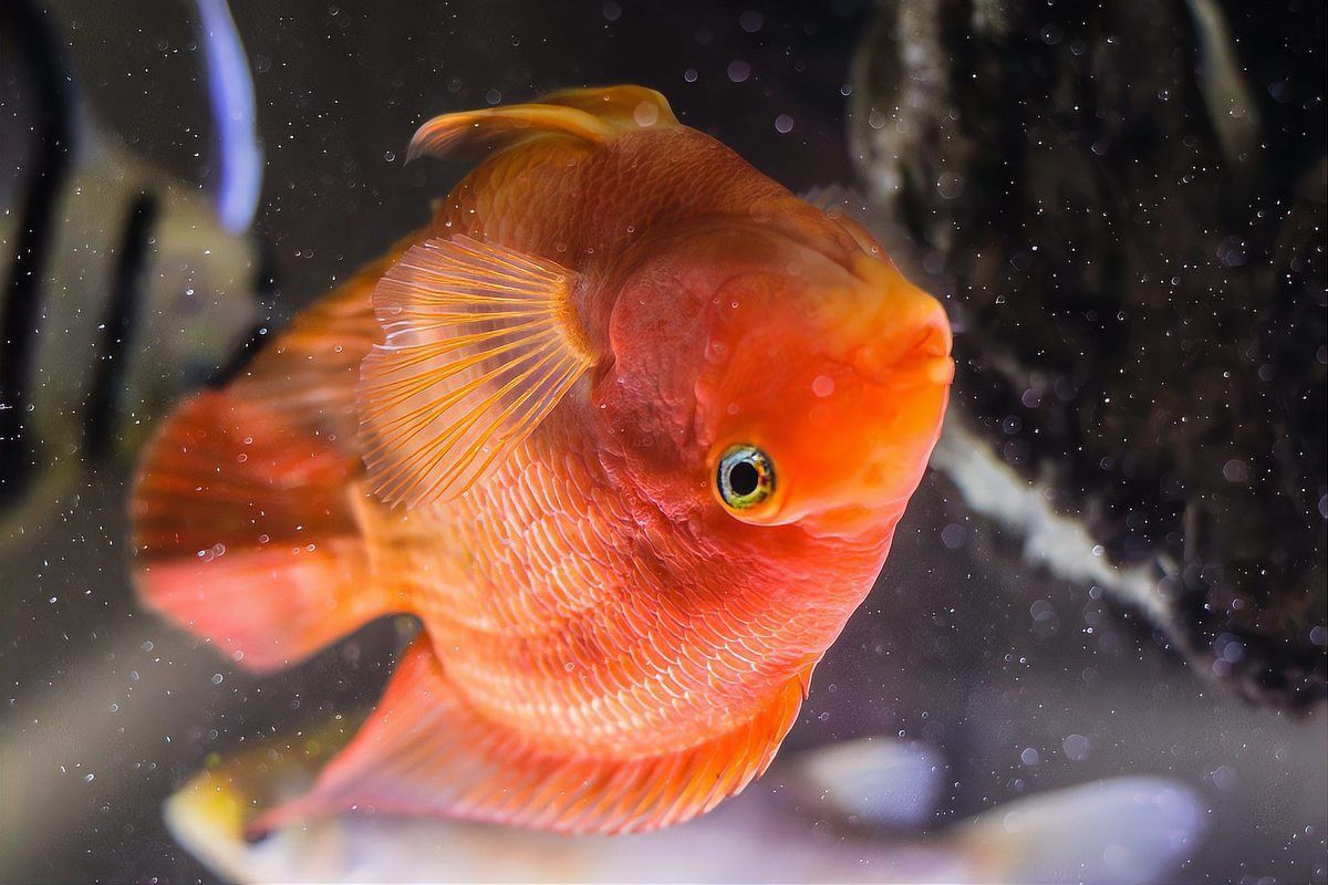 藍帆五間魚吃什么