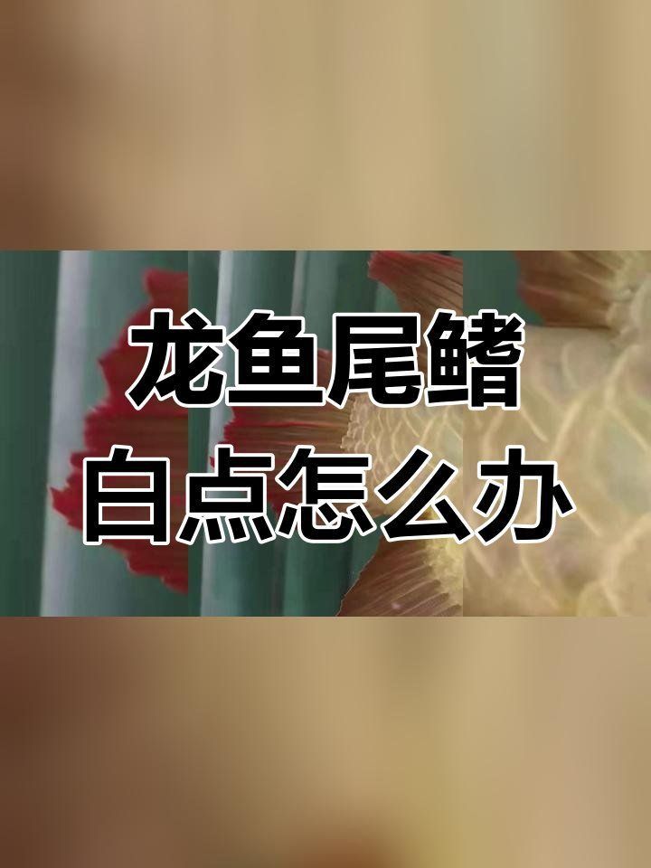 如何判斷龍魚鰭是否感染？