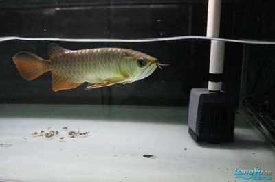 龍魚生寄生蟲 箭蟲：龍魚寄生蟲怎么治療