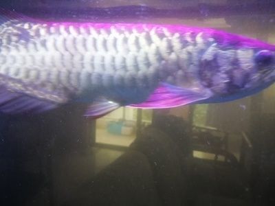 龍魚身上有黑斑：龍魚身上出現黑斑可能由多種因素造成，可能是疾病導致的