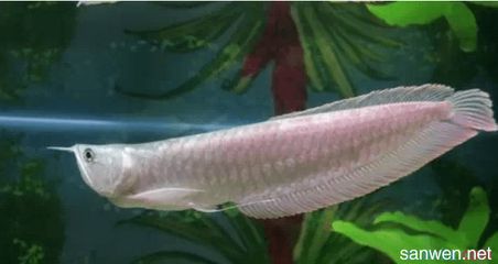 如何養銀龍魚：養銀龍魚的注意事項