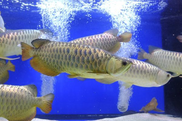 龍魚游泳斜著怎么回事（龍魚游泳斜著可能由多種原因引起以下原因及其對應的解決辦法） 龍魚游泳斜著怎么回事（龍魚游泳斜著可能由多種原因引起以下原因及其對應的解決辦法） 龍魚百科 第4張