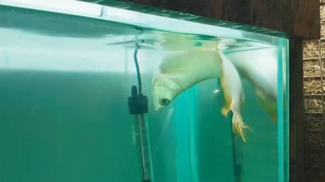 龍魚游泳斜著怎么回事（龍魚游泳斜著可能由多種原因引起以下原因及其對應的解決辦法） 龍魚游泳斜著怎么回事（龍魚游泳斜著可能由多種原因引起以下原因及其對應的解決辦法） 龍魚百科 第2張