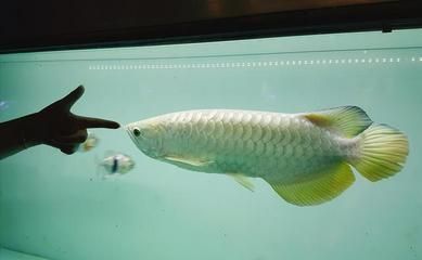 龍魚游泳斜著怎么回事（龍魚游泳斜著可能由多種原因引起以下原因及其對應的解決辦法） 龍魚游泳斜著怎么回事（龍魚游泳斜著可能由多種原因引起以下原因及其對應的解決辦法） 龍魚百科 第5張