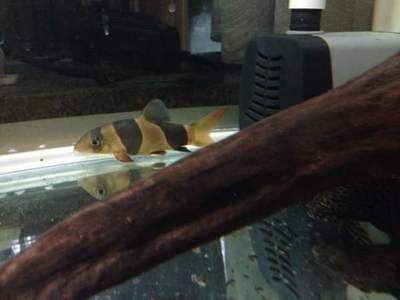 龍魚吃土霉素治療什么病：土霉素可以治療多種細菌性疾病