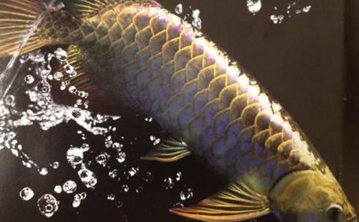 龍魚沉頭怎么回事：龍魚為什么會沉頭？