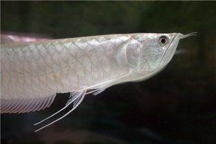 銀龍魚的風水學講解圖：養銀龍魚的風水學講解圖，