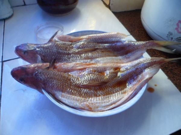 固原龍魚專賣店：在固原市，有一些地方可以買到龍魚,固原龍魚專賣店